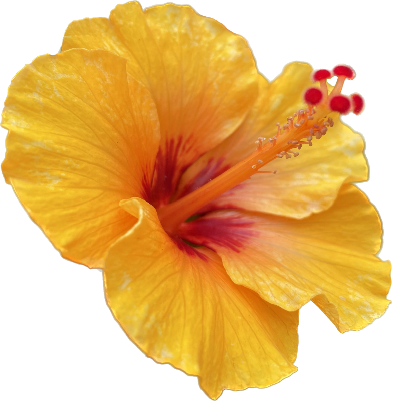 Tropical flower